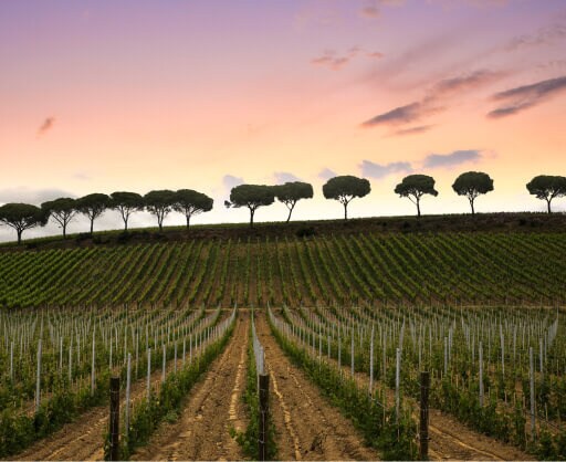 Antinori
